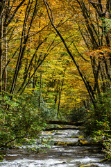 Appalachian Mountain Stream In Autumn Colors.