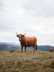 Bonito retrato de vaca de carne en monta&ntilde;as c&aacute;ntabras con picos nevados al fondo.