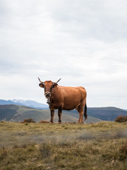 Bonito retrato de vaca de carne en montañas cántabras con picos nevados al fondo.