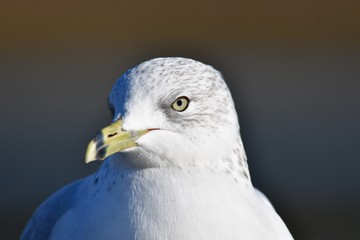 Fototapeta premium A closeup of a Ring-billed Gull's face . BC Canada