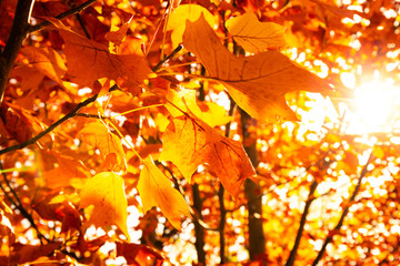 Raoyon de soleil à travers des feuilles oranges d'automne