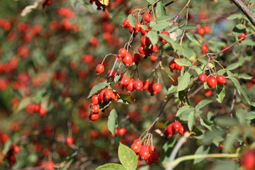 Ripe rose hips on the bushes in early autumn