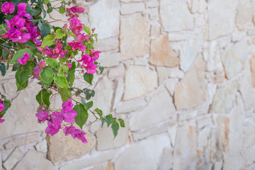 Fototapeta na wymiar Greek stone wall with pink flowers. Texture of a stone wall. Old stone wall texture background. Copy space.