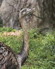 A Rhea Flightless Bird Stands and Poses for the Picture as His Eyes and Mouth are Wide Open