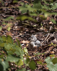 Adult Tufted Titmouse Songbird Sits on the Ground, Thrashing for Food and Nest Building Materials