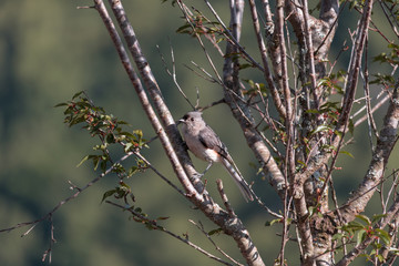 Adult Tufted Titmouse Sits up in a Tree Scouting for a Good Nest Location