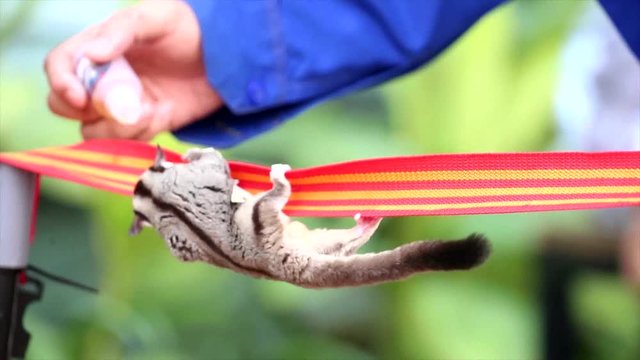 sugar gliders are racing on a rope