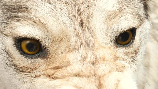 Orange eyes of the evil aggressive wolf mummy. Taxidermy or hunting trophies concept