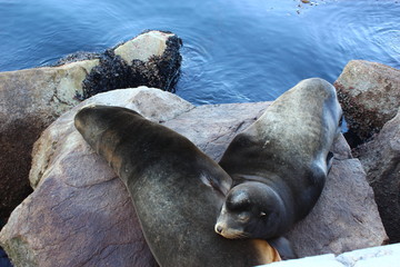 seals in america