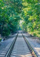 Fototapeta premium Rusty railroad tracks disappearing outdoors in green forest