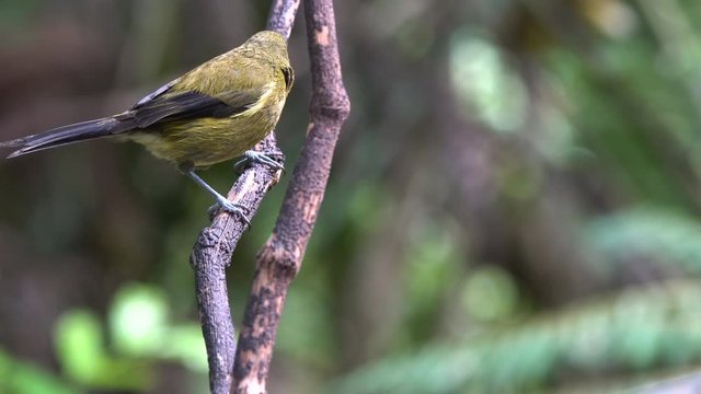 A New Zealand Bellbird moving quickly around a branch