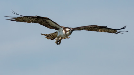 An Osprey in flight against blue sky.