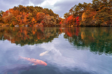 Carp in Goshikinuma Ponds, 5 colors ponds in Fukushima, Japan - 299664313