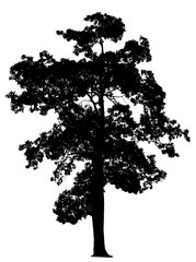 silhouette of a tree on isolated.