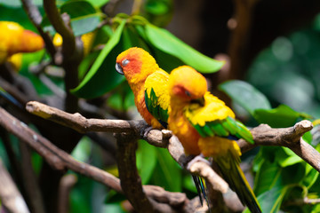 Parrot bird nature tree