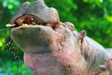 hippo