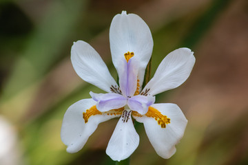 White iris