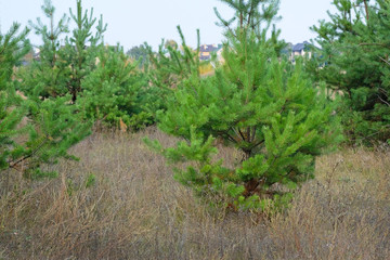 Fototapeta na wymiar Green Christmas trees close-up. Against the background of the housing estate and dry grass, young green Christmas trees grow. Young spruce forest in the fall.