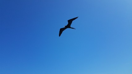 frigate bird