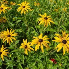 yellow flowers in garden