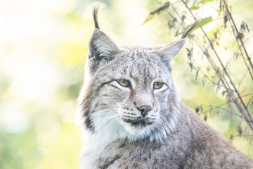 Luchs