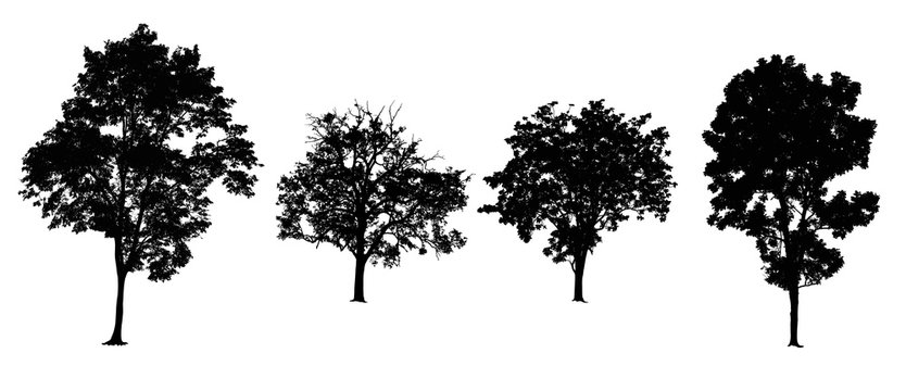 Set of trees isolated on white.
