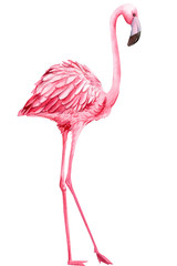 pink flamingo on an isolated white background, watercolor illustration - obrazy, fototapety, plakaty