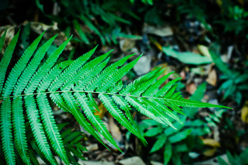 Green leaf texture background, tropical leave foliage are shaped like tiny spikes, leaves in tropical forest, green concept.