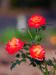 Fototapeta na wymiar red roses