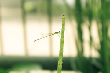 a dragonfly perched on top of a green plant