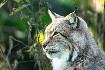 Luchs