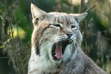 Luchs