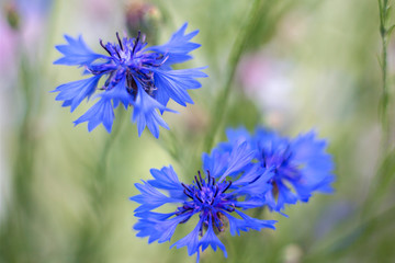 Cornflowers