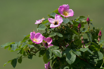 Dog rose flower