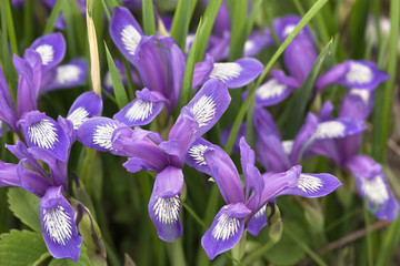 iris versicolor