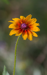 Rudbeckia (Black-Eyed Susan)