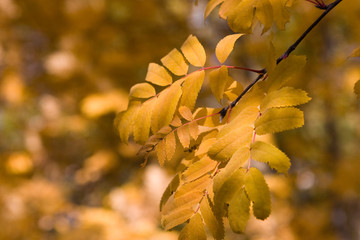 Yellow leaves