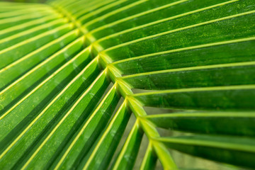 Close up of coconut leaves with  sunlight texture background