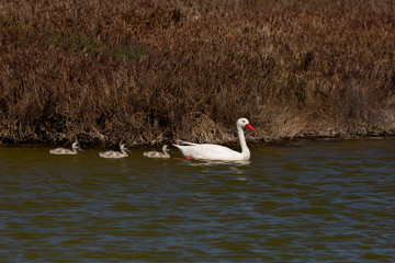 Coscoroba Swan (Coscoroba) Latin Name: Coscoroba Coscoroba. Tongoy Chile