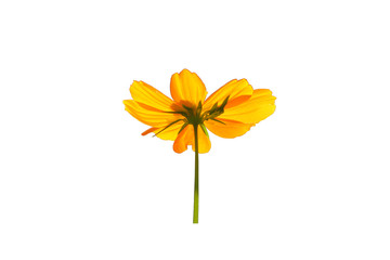 Yellow flower isolate on white background.