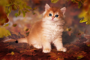 Fairytale kitten  breed British shorthair, Golden Chinchilla color against the background of autumn leaves