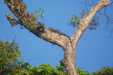 Adult Male Green Iguana on Tree