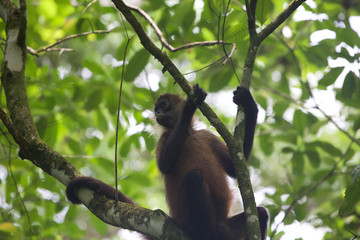 Wildlife black-handed spider monkey