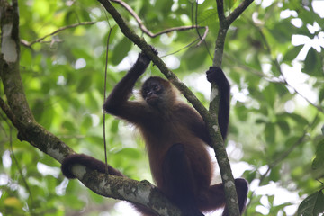 Wildlife black-handed spider monkey