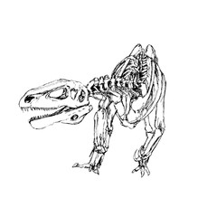 Bone skeleton dinosaur Tyrannosaurus T. rex
