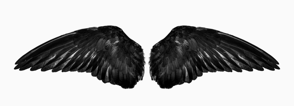 wings isolated on a white background