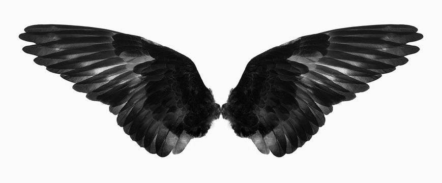 black wing isolated on a white background