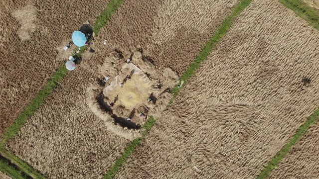 Thai traditional rice threshing or beating for grain and seed after harvesting process by peasantry at paddy field in Asian country