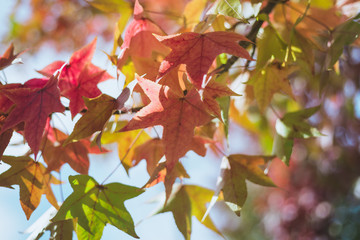 outono-koyo-autumn