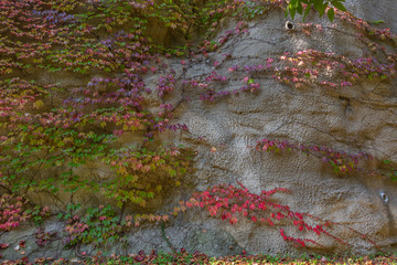 Green ivy leaves on brown stone wall outdoor after rain，Parthenocissus tricuspidata